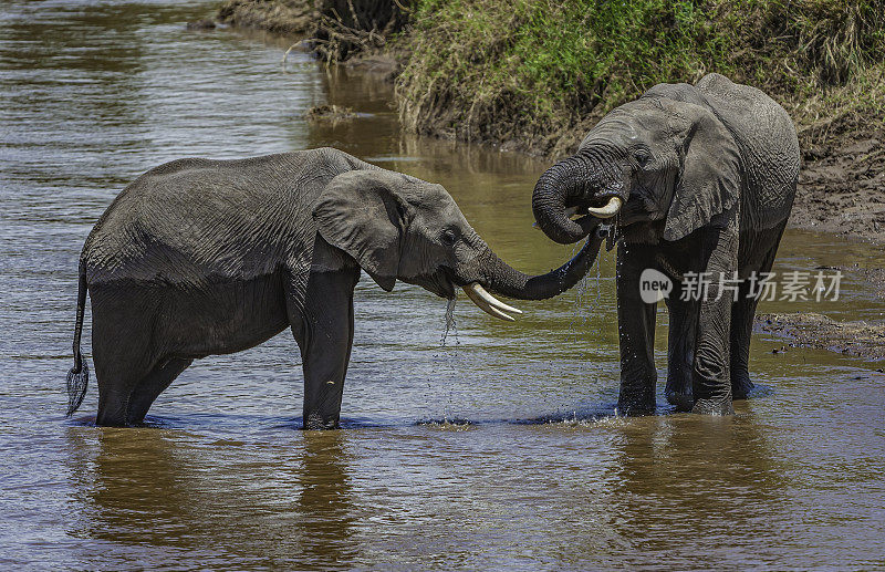 非洲丛林象(Loxodonta africana)，也被称为非洲草原象。肯尼亚马赛马拉国家保护区。在马拉河洗澡喝酒。